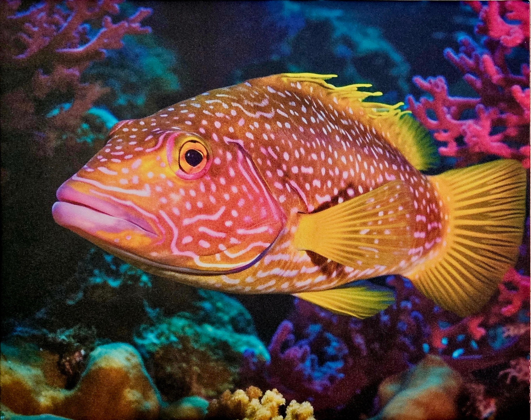 Reef Fish Radiance