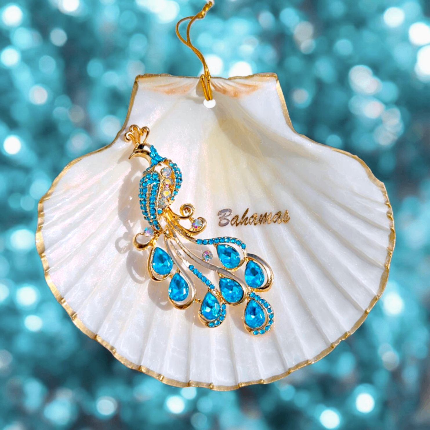 Bahamian Peacock Shell